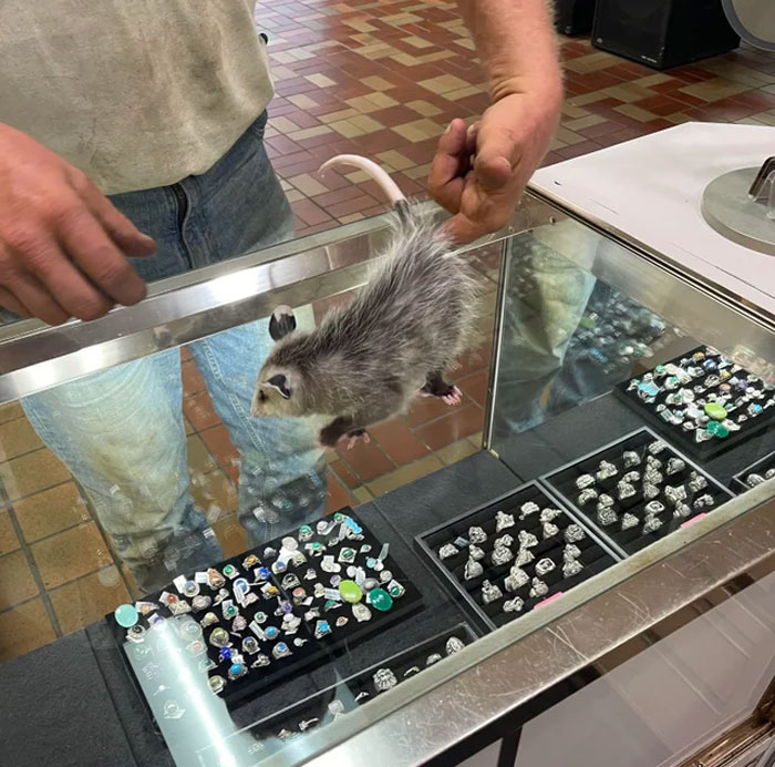 Had A Guy Bring A Opossum Into The Pawn Shop Where I Work Today