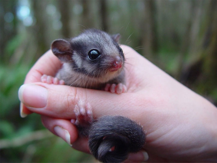 Leadbeater's Possum Was Presumed Extinct By 1960 Simply Because No Live Specimen Had Been Seen For 50 Years. Then, In 1961, A Single Possum Was Rediscovered