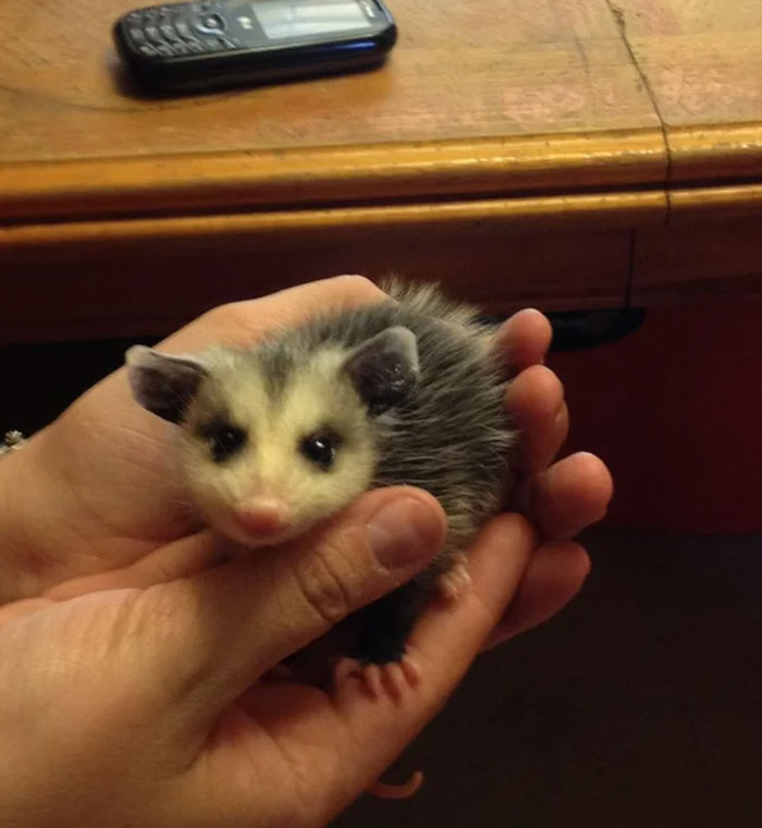 People Need To Know The Cuteness Of A Baby Possum