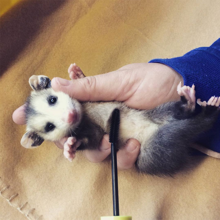 Opossum Baby Gets A Brushy
