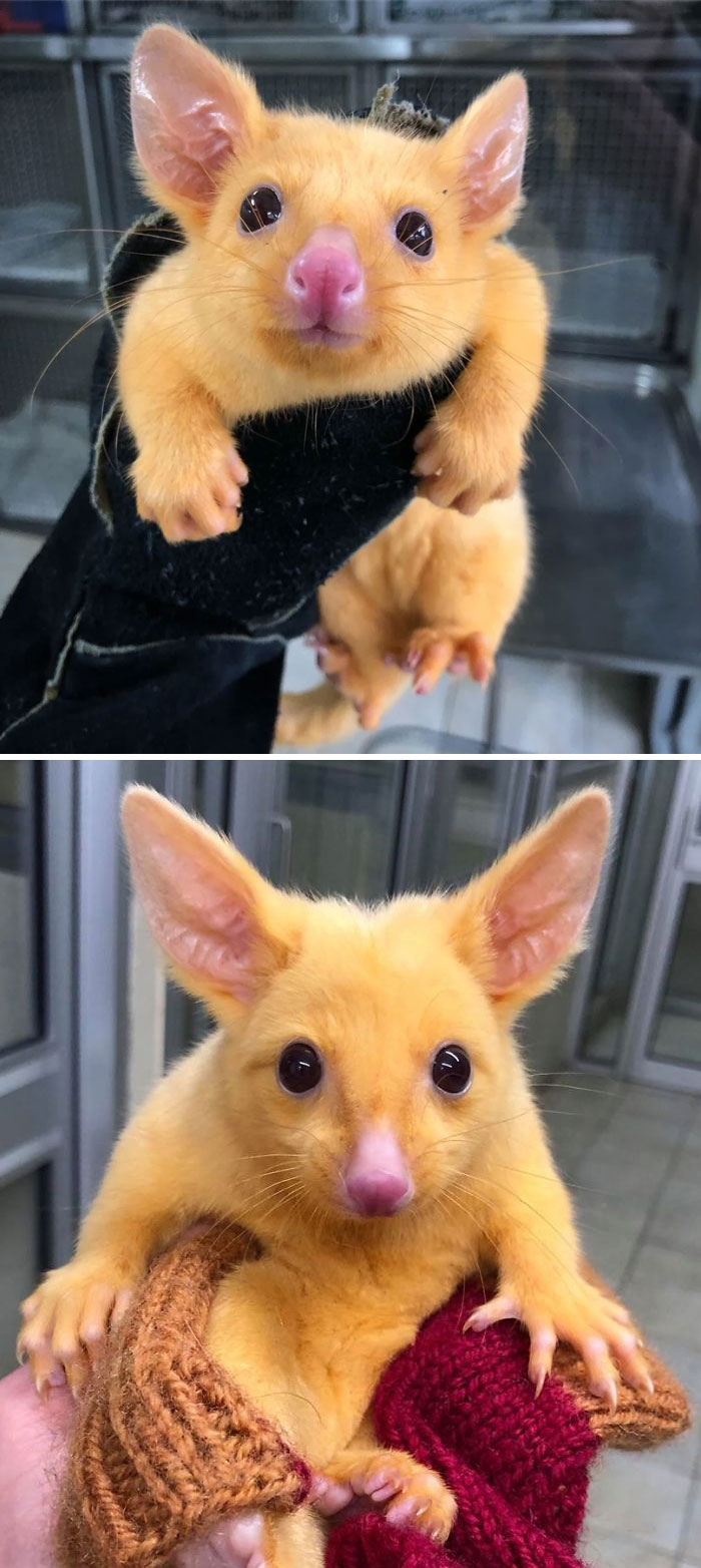 Esta clínica veterinaria de Australia rescató una excepcional zarigüeya dorada y la gente no paró de comentarles que simplemente habían atrapado a Pikachu