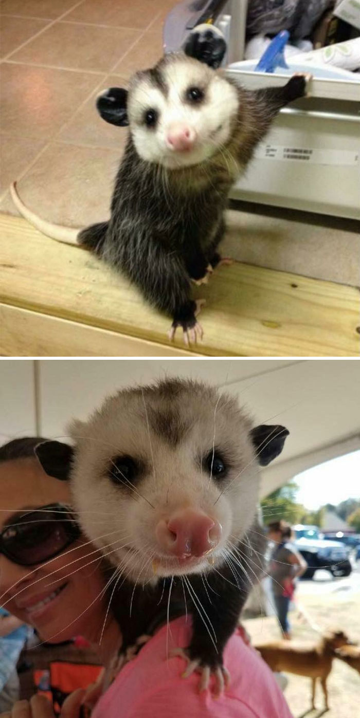 Woman Takes Care Of Orphaned Opossum, And Now It Refuses To Be Released Back Into The Wild