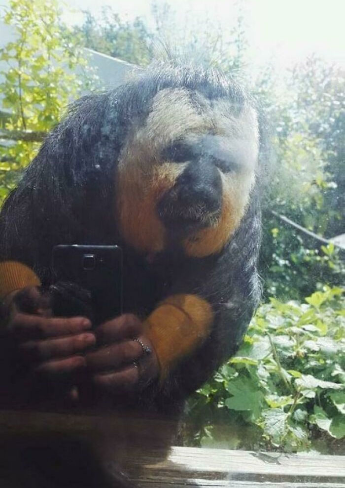 Tomé una foto de un mono y el resplandor hizo que pareciera que se estaba tomando un selfie malvado
