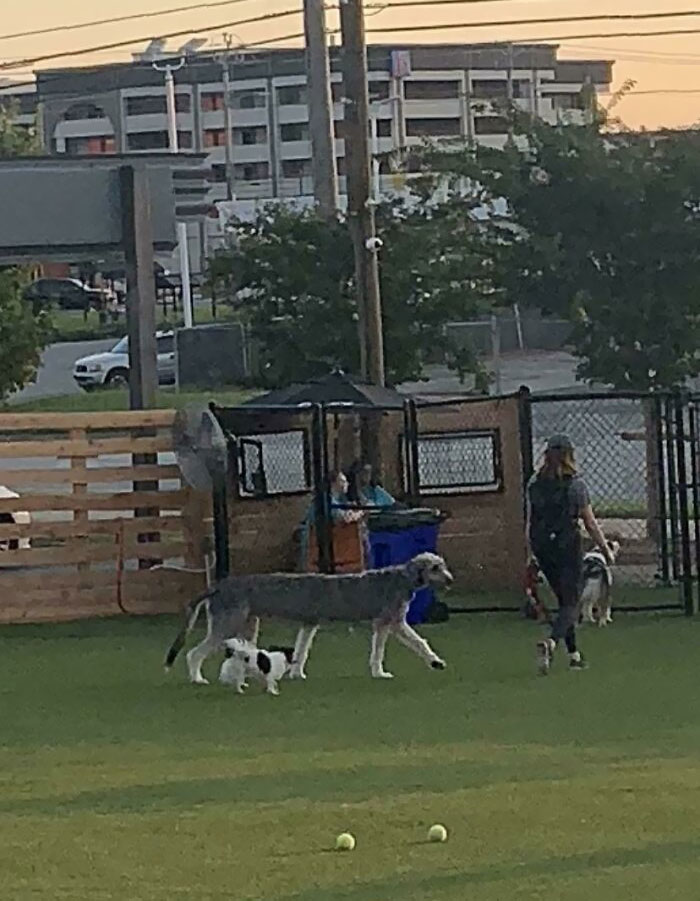 I Took A Panorama At A Dog Park I Work At And Caught This