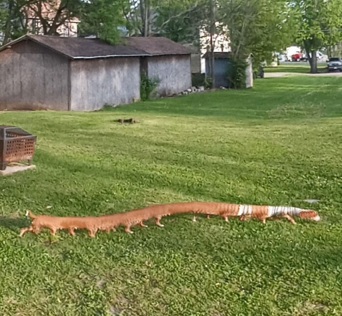 Tried To Take A Panoramic Photo Of My Back Yard And My Weiner Dog Photo Bombed It. Centiweinie?