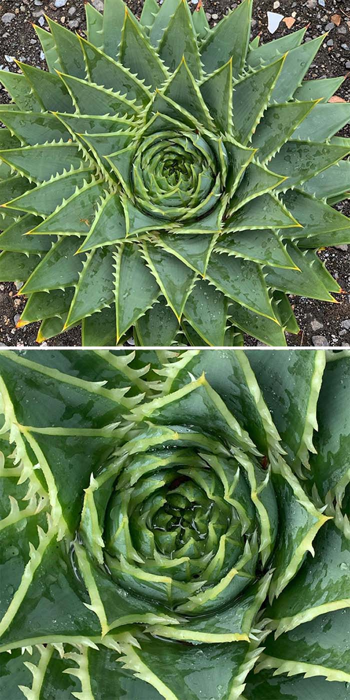 The Symmetry Just Blows Me Away And I Love The Spines In Each Leaf. Definitely My Most Treasured Succulent