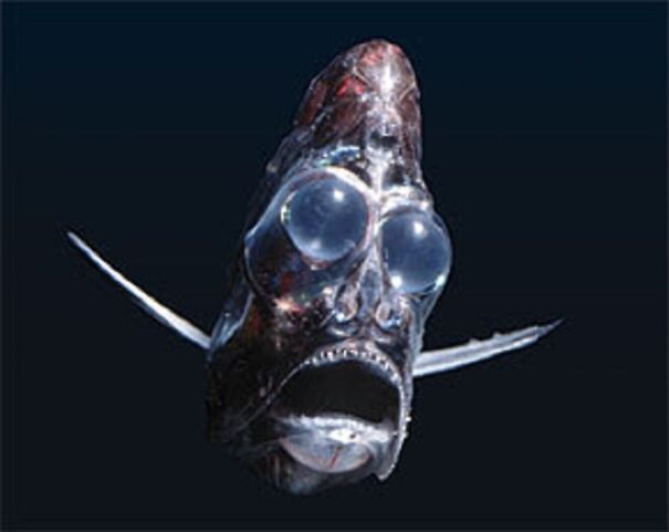 hatchetfish-61d585a433e33.jpg