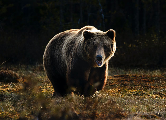 An Encounter With A Bear