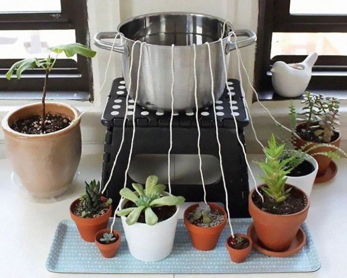 Watering Your Plants While On Vacation