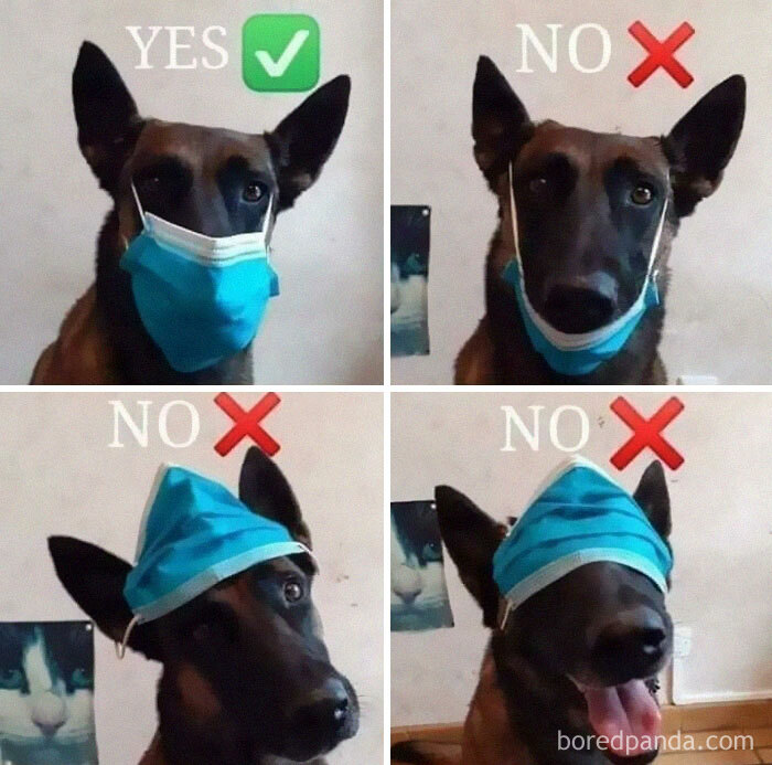 Good Boi How To