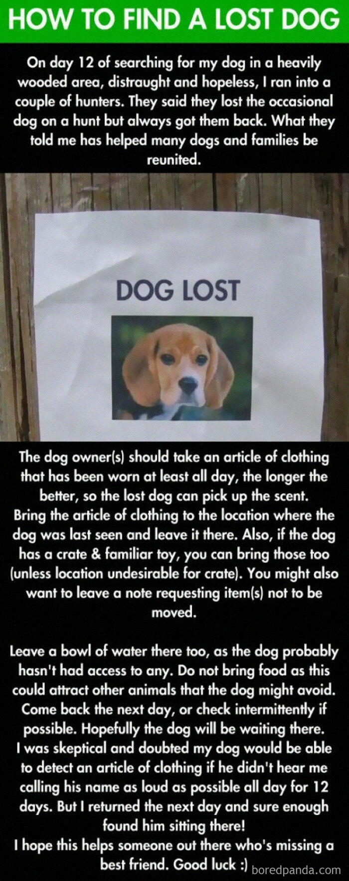 How To Find A Lost Dog