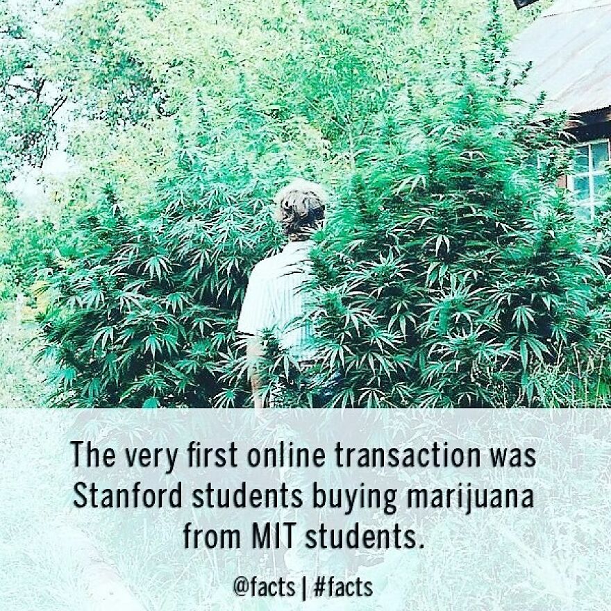 #facts #internet #marijuana #students #stanford #mit #transaction