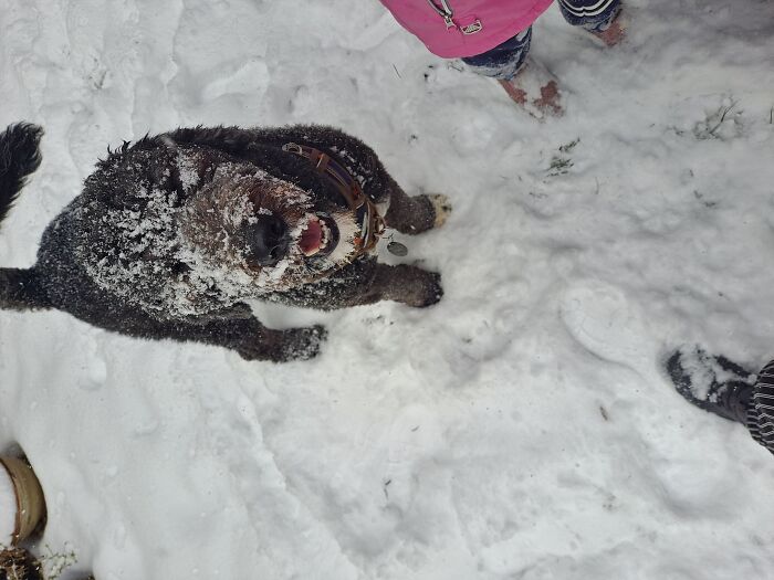 This Is My Doggo, Bear. Hes A Bernedoodle. He Likes Snow