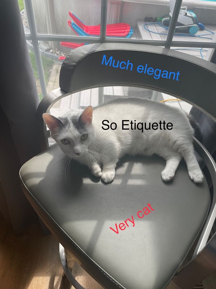 Made This Of My Catto