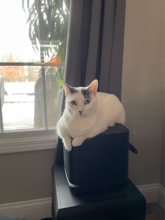 This Is Samson The Little Model