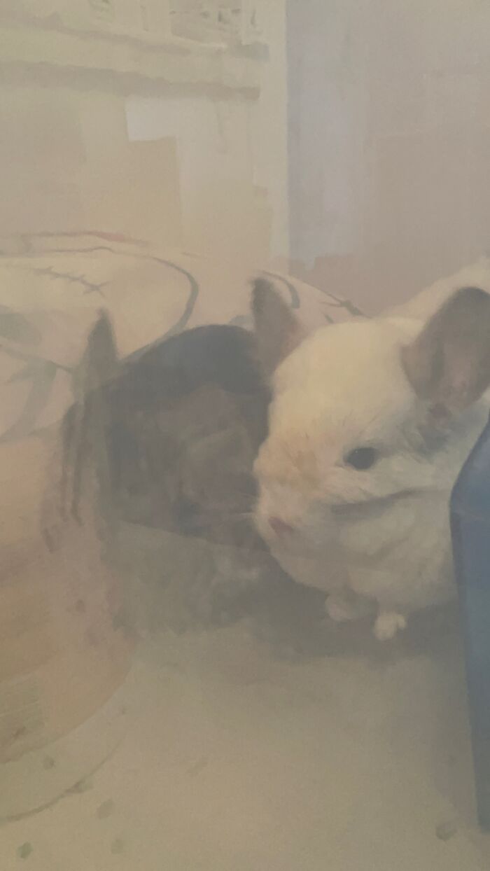 And This Is Snowball And Willa, They Are In The Box I Put Them In When I’m Cleaning G Their Cat