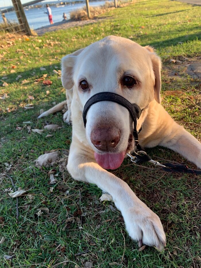 Buster Is Very Old, Has Lots Of Arthritis And Loves Everyone. He’s Not Very Bright, Though. ❤️