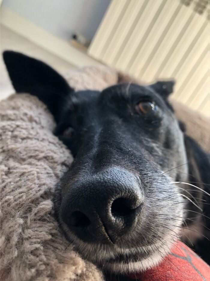 This Is My Dog/Son Marley I Looovee His Snout And The Way He Looks At Me! 🥰😍