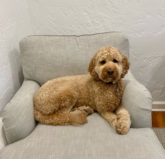 My Good Girl, Daisy, With Her Paws Crossed Because She’s Modest.