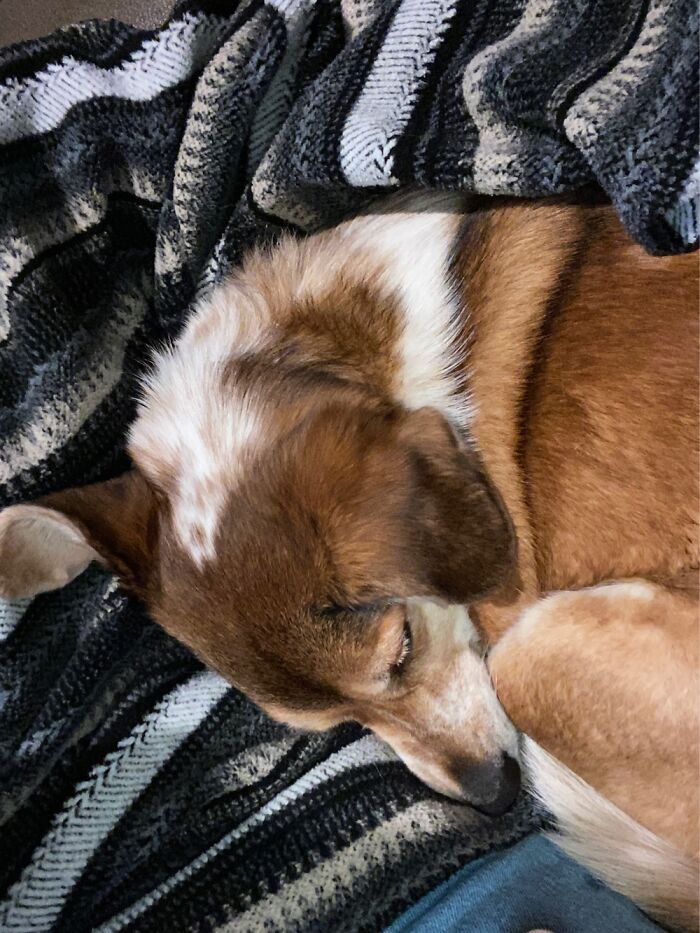 My Dog Bagel. I Just Took This Pic A Few Seconds Ago ❤️