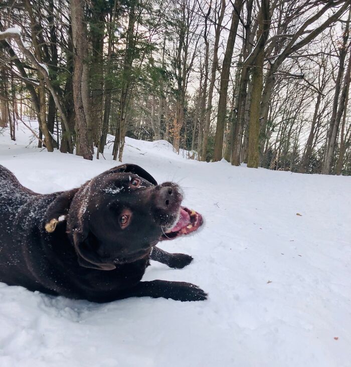 Hendrix Loves The Snow!