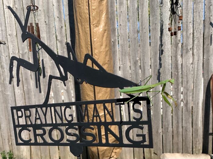 Obeying The Crossing Sign