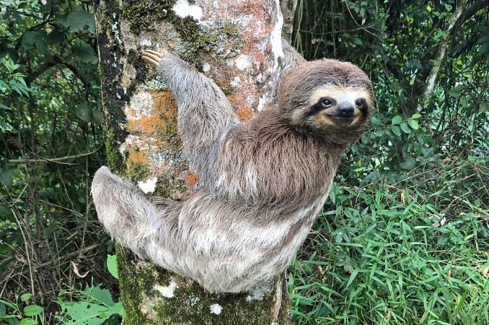 Sloths Are The Mascot For The Disease I Battle, Refractory Myasthenia Gravis.
