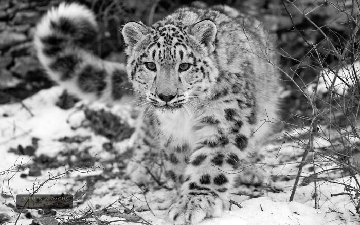 Snow Leopards, Just Look At Dat Face And The Floofy Tail!!!!!!!!!!!!