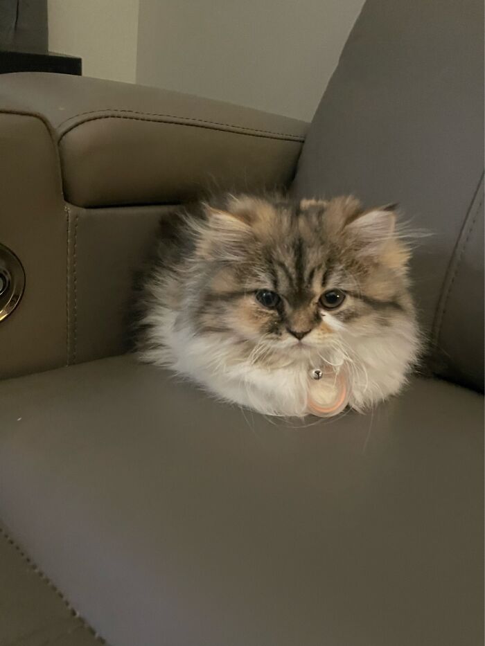 My Little Potato (Real Name: Sweetpea)