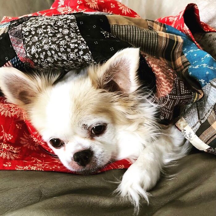 Her Name Is Sophie, She Was Over Fifteen Years Old When She Passed Away Last Week 😢