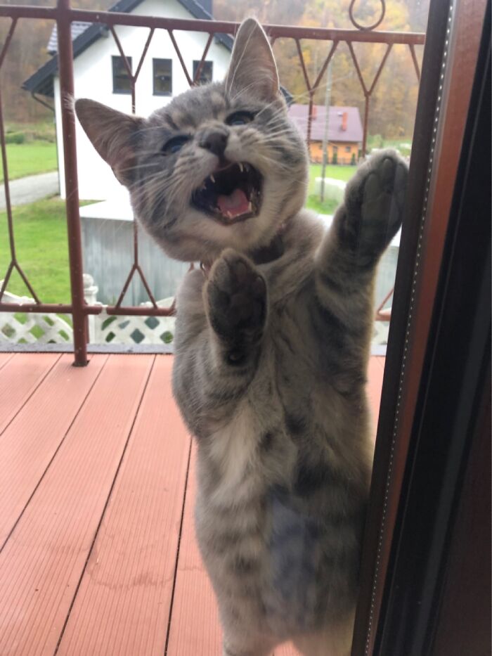 Let Me In!!