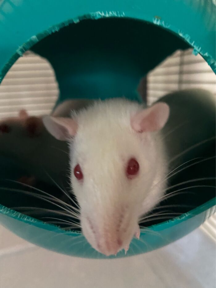 Rats Do Not Sit Still For Pictures And Now He Looks Like His Nose Is From A Sight Hound.