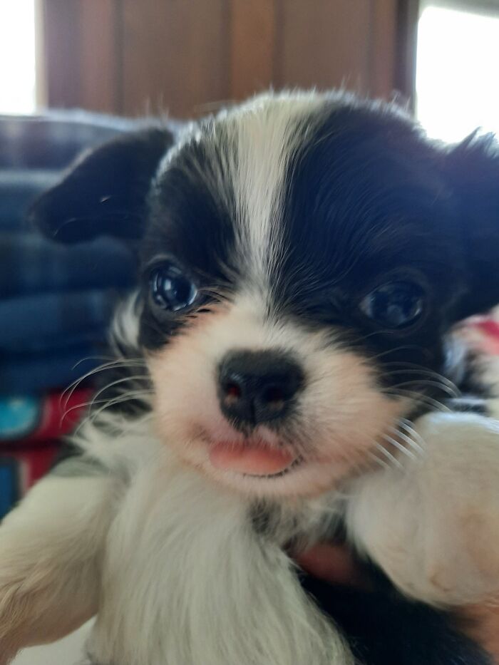 Apollo (Long Haired Chihuahua) Showing Us That Chihuahua Attitude Even At 6 Weeks Old