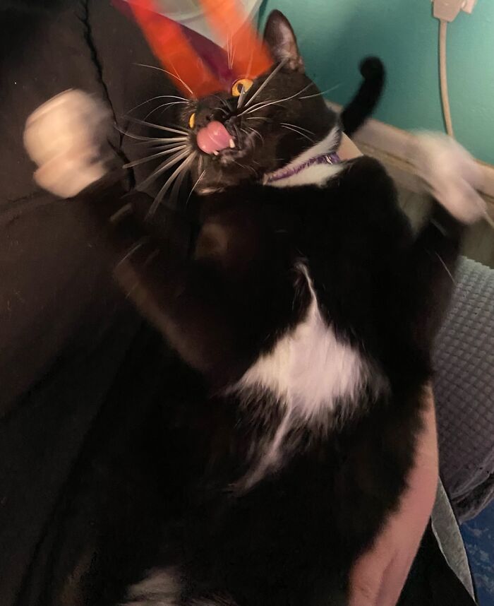 This Is Salem. One Of 4 Kitties. He’s My Fave. Don’t Tell The Others! ;)