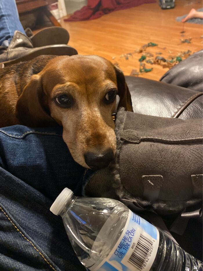 My Dachsund Buddy, He’s An Annoying Little Shit But I Love Him