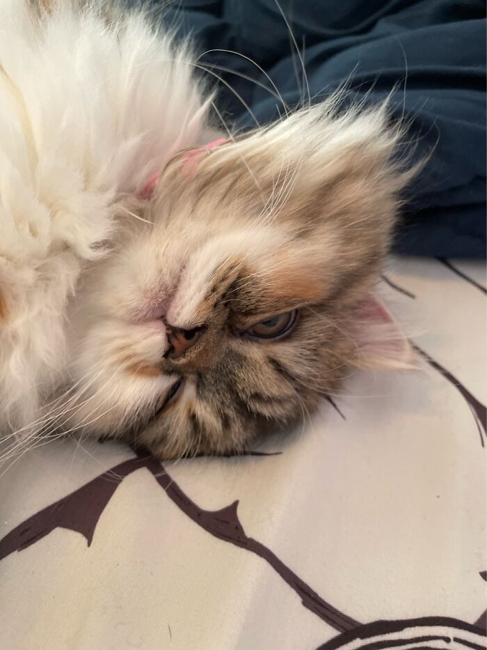 I Dont Think I Can Even Caption This