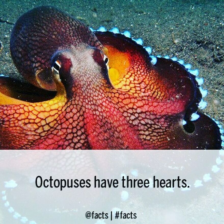 Bonus Fact: "Octopuses" Is The Correct Plural Form Of The Word "Octopus." Yes, Really. #facts #octopuses #heart #ocean #marinebiology #animal