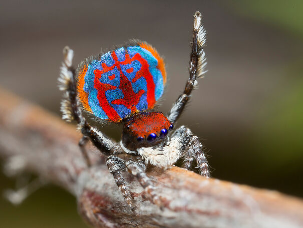 jurgen-otto-peacock-spider-maratus-bubo-61f3c705c080d.jpg