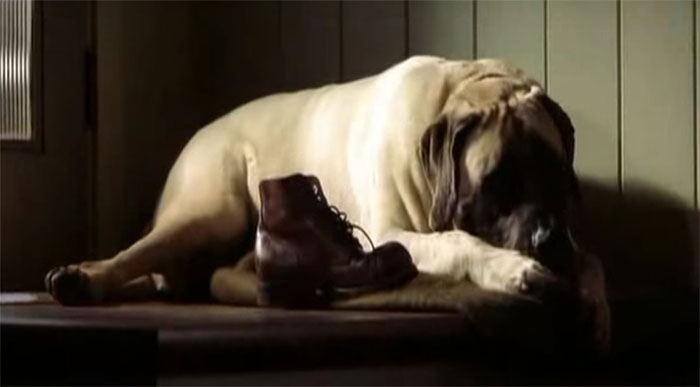 In Pearl Harbour (2001), Michael Bay Gave His Dog A Cameo. He Was Named Mason, And He Was 5-Years-Old During Filming