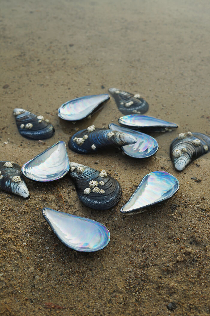 Nature-inspired ceramic shells on a sandy surface, showcasing intricate designs and textures.