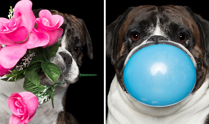I Photographed This Boxer Dog Holding His Favorite Things (13 Pics)