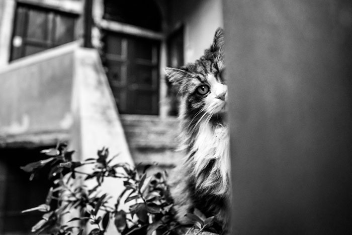 I Took Photographs Of Hiding Cats In Venice, Italy And Here Is The Result (22 Pics)