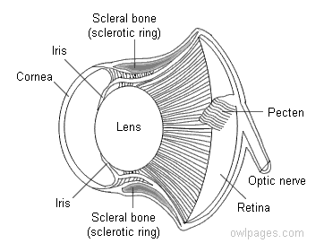 physiology_owl_eye_cross-section.gif