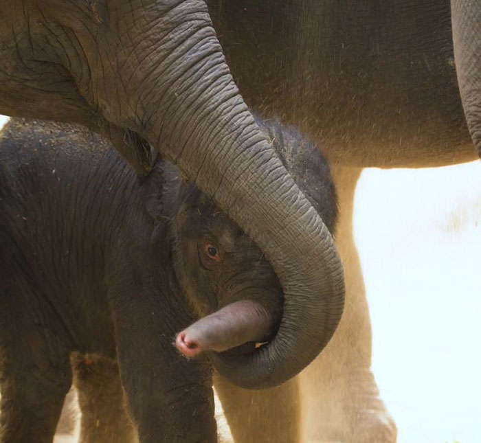 Oklahoma City Zoo Celebrates Birth of Rama The Asian Elephant, Who Got Famous With His Ultrasound Even Before He Was Born