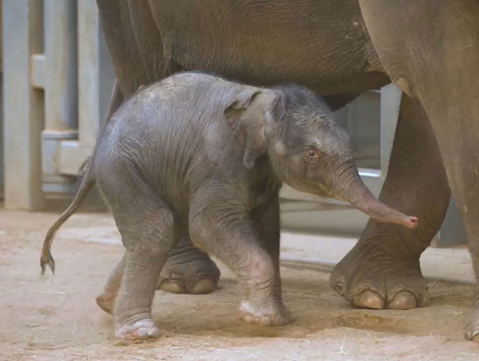 Oklahoma City Zoo Celebrates Birth of Rama The Asian Elephant, Who Got Famous With His Ultrasound Even Before He Was Born