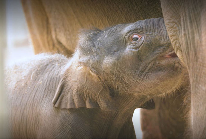 Oklahoma City Zoo Celebrates Birth of Rama The Asian Elephant, Who Got Famous With His Ultrasound Even Before He Was Born Oklahoma City Zoo Celebrates Birth of Rama The Asian Elephant, Who Got Famous With His Ultrasound Even Before He Was Born