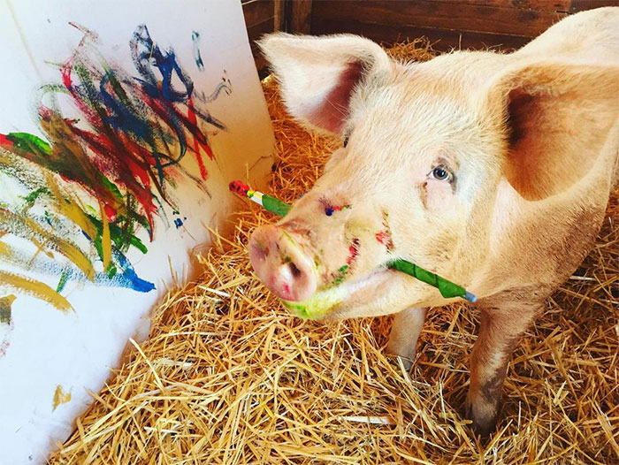 This Pig Enjoys Painting And Has Become The World’s First Pig Artist