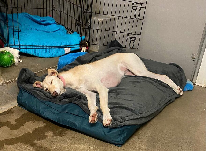 Adorable Lurcher Has Lived Her Whole Life In Shelters, And She Can't Be Without Her Toys Adorable Lurcher Has Lived Her Whole Life In Shelters, And She Can't Be Without Her Toys