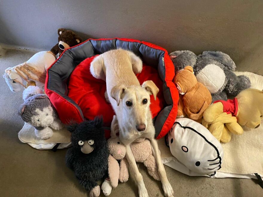Adorable Lurcher Has Lived Her Whole Life In Shelters, And She Can't Be Without Her Toys Adorable Lurcher Has Lived Her Whole Life In Shelters, And She Can't Be Without Her Toys