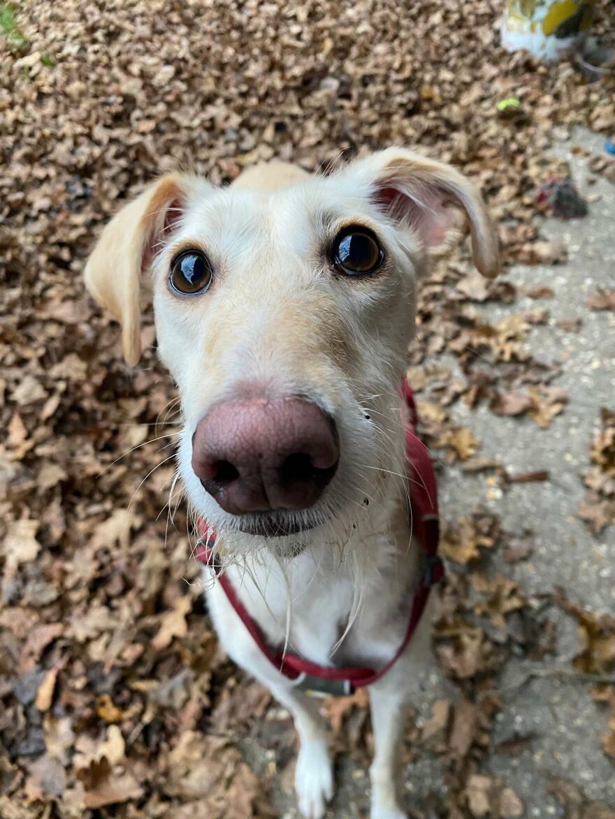 Adorable Lurcher Has Lived Her Whole Life In Shelters, And She Can't Be Without Her Toys Adorable Lurcher Has Lived Her Whole Life In Shelters, And She Can't Be Without Her Toys